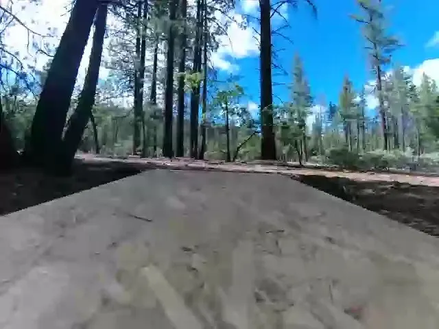 A single frame from the machine's camera as received in the browser: the deck in the foreground and the forest ahead